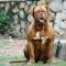 Delilah, dogue de bordeaux, Starting to come into her own 